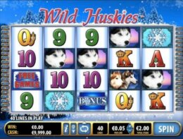 Wild Huskies 1 e1543927014475