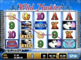 Wild Huskies 3 e1543927043906